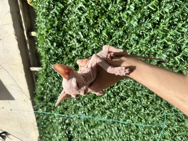 Kaliteli Sphynx Kedileri