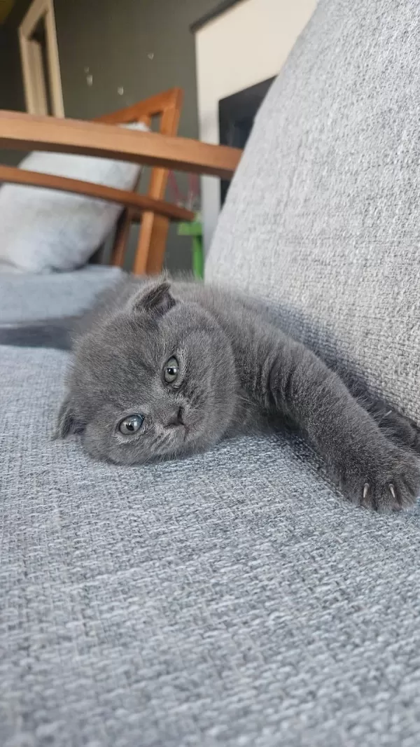 3 Tatlış Scottish Fold Yavrum
