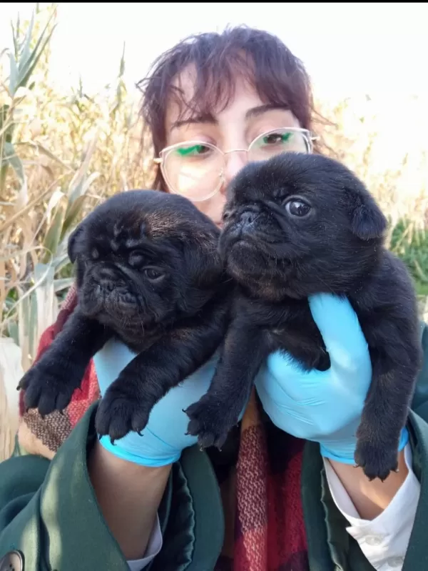 Siyah Black Pug Yavrularımız