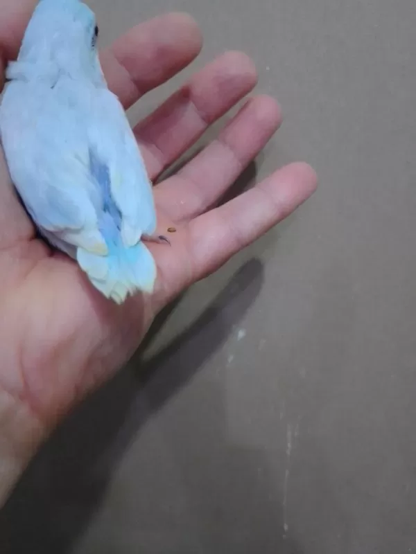 Pastel Turkuaz Forpus Erkek Cep Papağanı