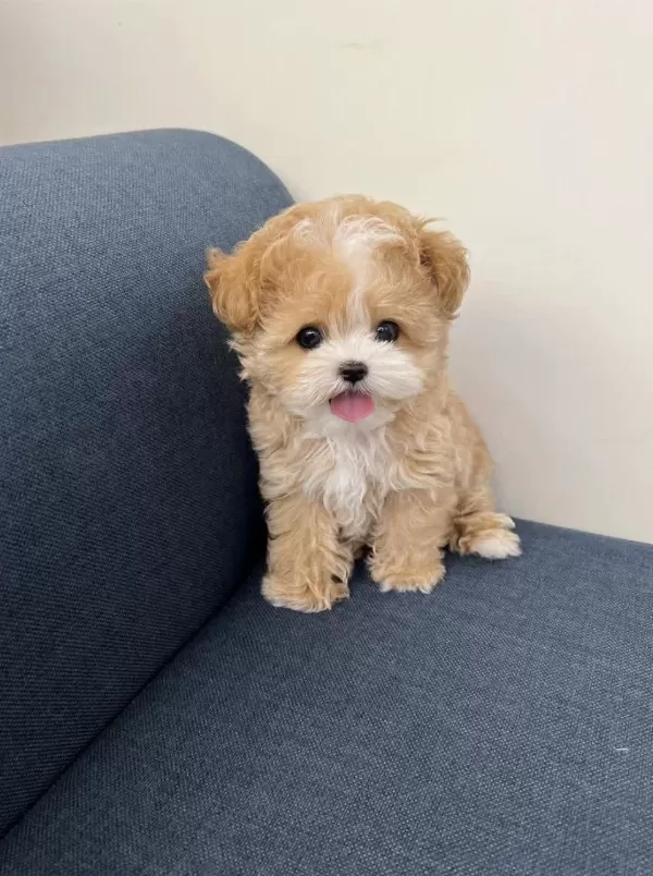 Vecihiden İrk Ve Sağlık Garantili Mini Kore Maltipoo