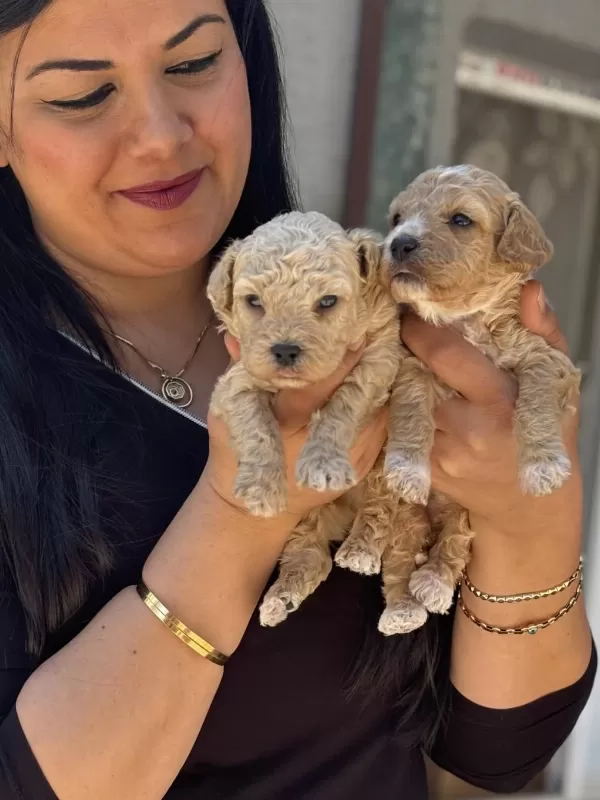 Ufacık Maltipoo Yavrularım