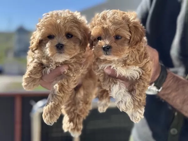 Ankrada Yasal Ruhsatlı Çiftlikden Maltipoo Yavrularımız