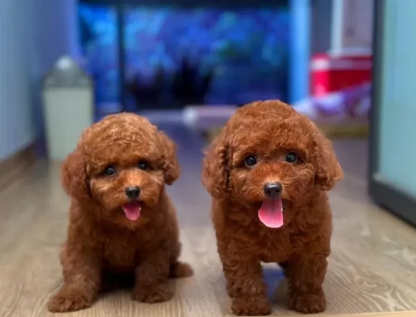 Toy Poodle Yavrularim