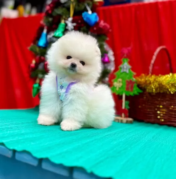 Safkan Pomeranian Boo Yavrularımız