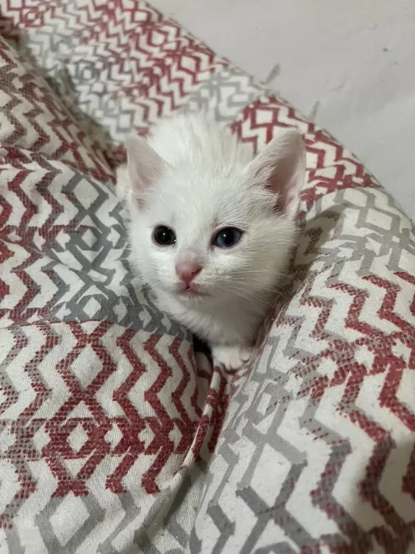 Van Kedisi Yavru İki Gözü Mavi