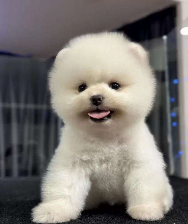 Pomeranian Boo Köpeği
