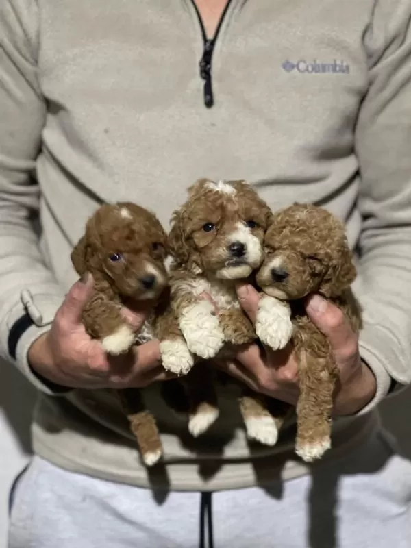 Orjinal Maltipoo Yavrularımız İçin Geç Kalmayın