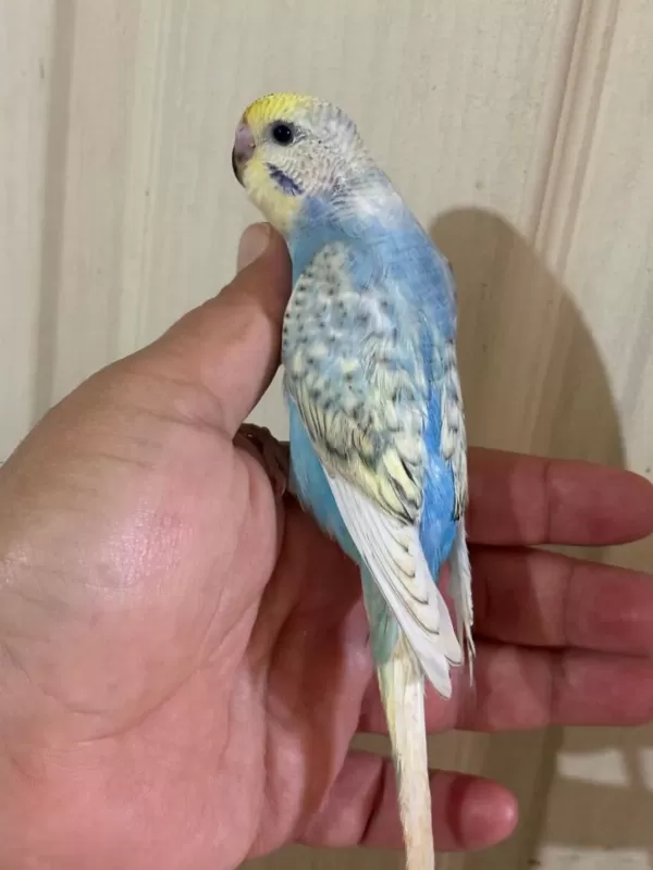 Yeni Yeme Düşen Kusursuz Kuşlarim Vitrinde