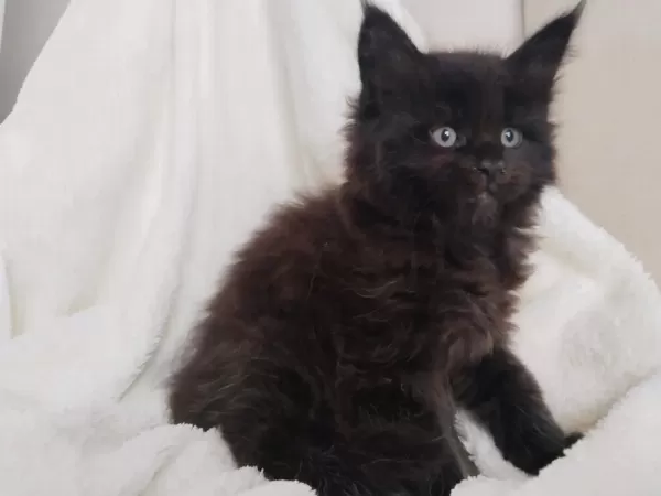 Xxxl Maine Coon Üst Kaliteli Dişi