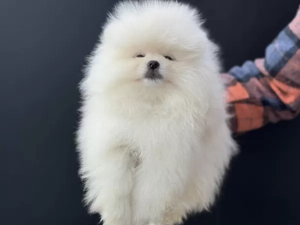 Petmode Köpek Çiftliğinde Ziyarete Açık Pomeranian