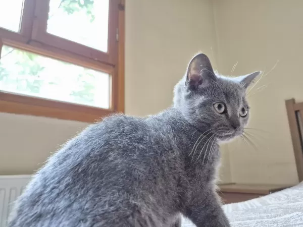 Erkek British Shorthair Yavrumuz Yeni Yuvasını Arıyor