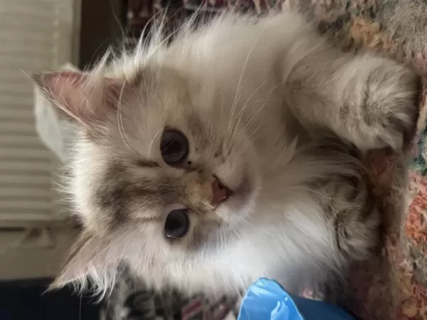 British Longhair Yavruları