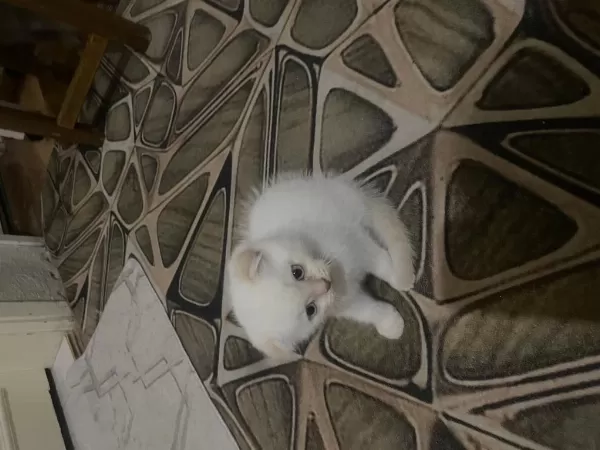 Ücretsiz Sahiplendirme Scottish Fold