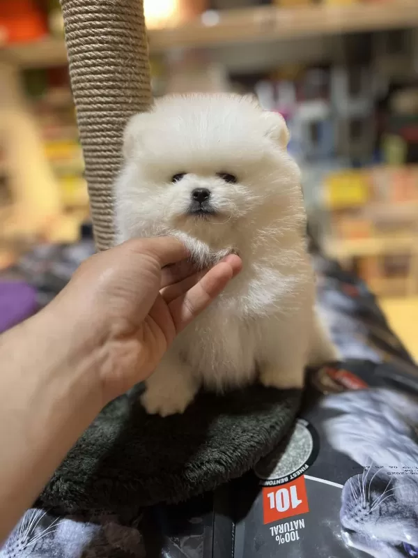 Show Calass Mikrochipli Teddy Bear Surat Pomeranian Boo