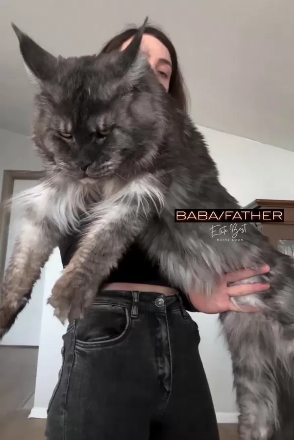 Türkiyenin Her Yerine Teslim Xxl Maine Coon