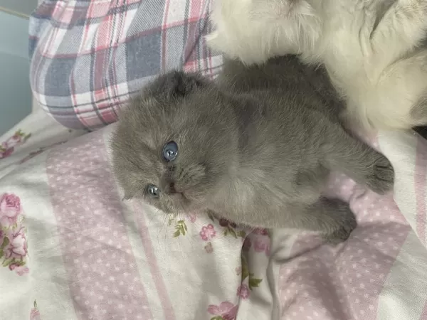 1 Buçuk Aylık Scottish Fold Kedimiz