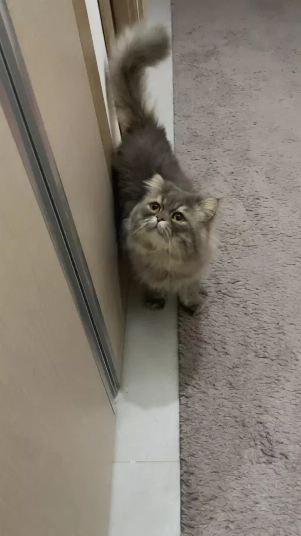 Persian Cinsi Oğlumuz Acil Yuva Arıyor