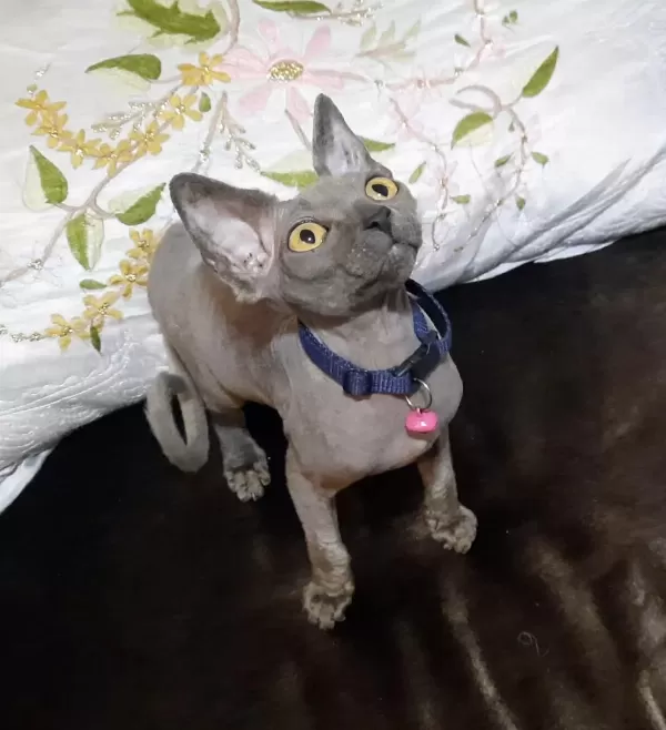 Tüy Alerjisi Olupta Kedi Severlere Müjde Sfenks