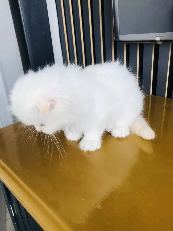 Golden Point British Longhair Bebiş