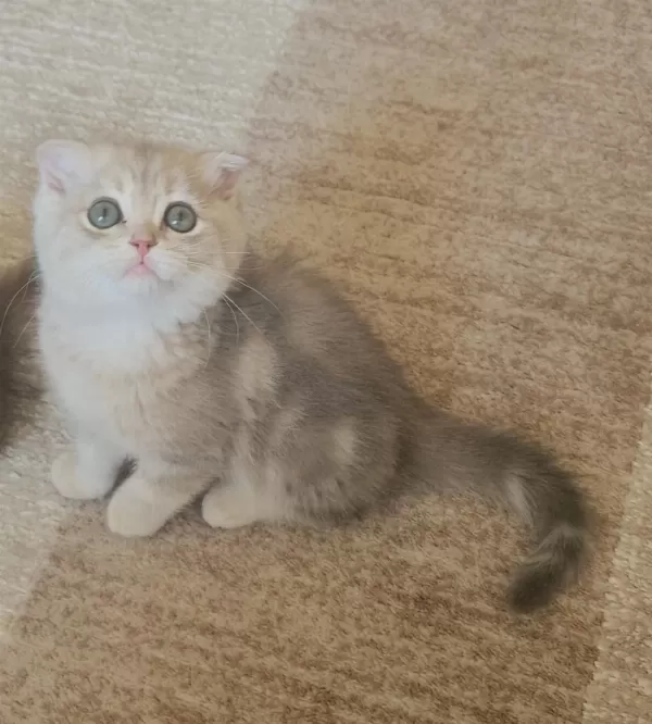 Golden Dişi Ve Erkek Bebek Kediler