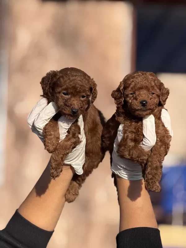 Kore Poodle Yavrularımız