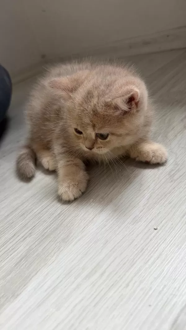 Sevimli Zipir Yavru Kediler