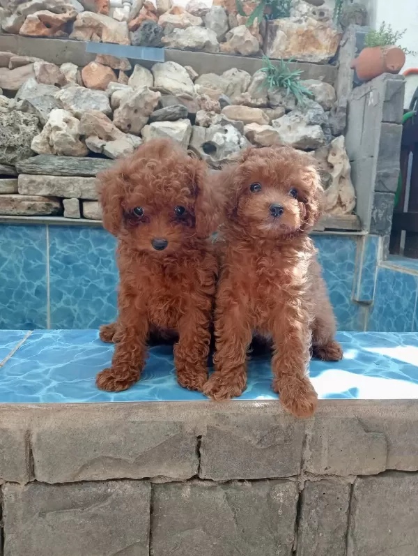 Teacup Kore Poodle Yavrular!