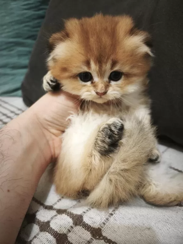 Mamaya Düştüler Safkan Scottish Fold Yavrular