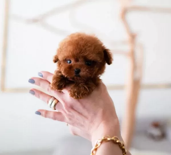 Süslü Kizimizin Mükemmel Poodle Yavrusu İstanbulda