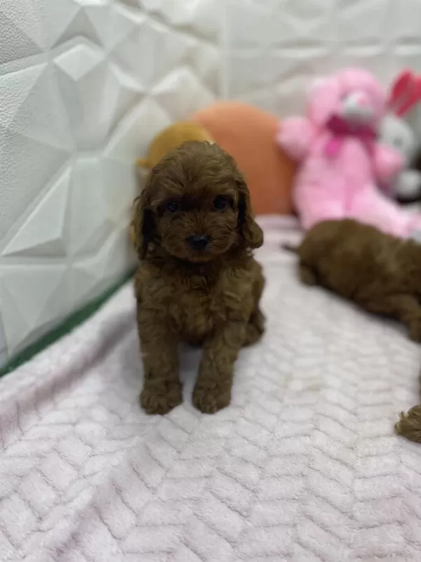 Erkek Dişi Üst Kalite Maltipoo Köpekler