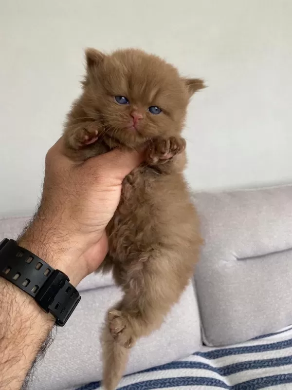 Cinnamon Bebek Özel İrk Kedimiz
