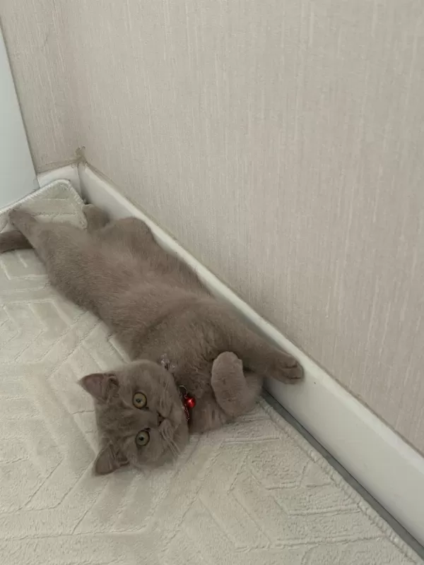 British Shorthair 6 Aylık