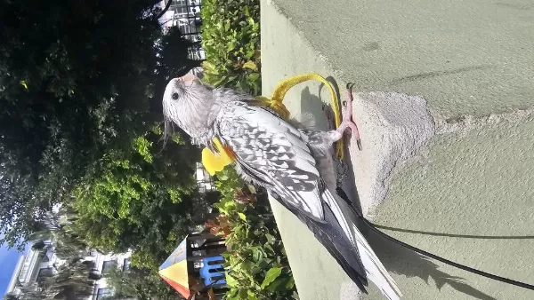 Yavru Sultan Papağani Ele Alişik