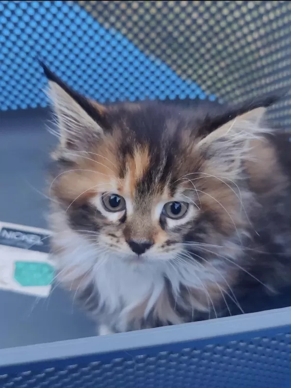 Xxxl Maine Coon Kediler
