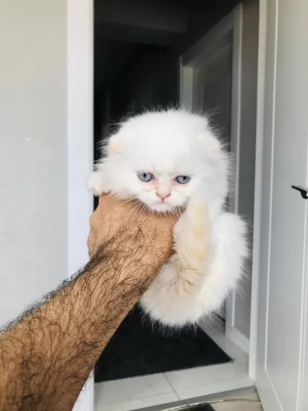 Golden Point British Longhair Bebiş