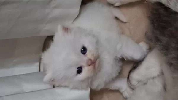 Pofuduk Tomyy Ballı Lokma Tatlısı Kedimiz