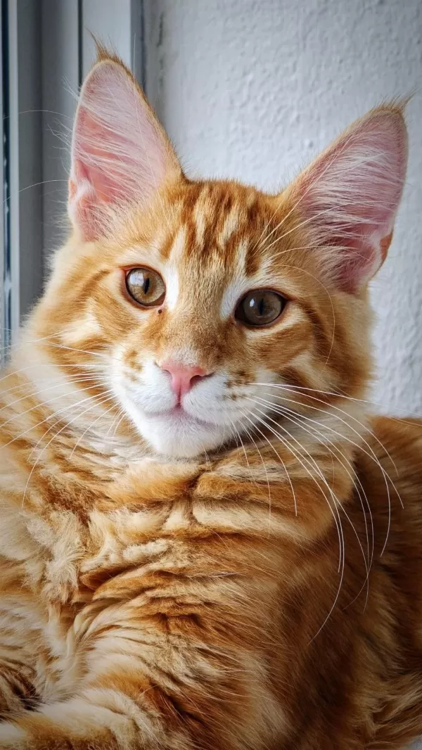 Xxxl Maine Coon Erkek Sari Özel Renk