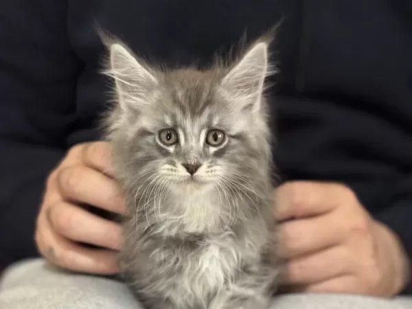 Ankaranın En Kaliteli Şecereli Maine Coon Yavruları