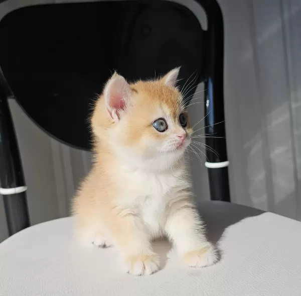 Safkan Golden British Shorthair