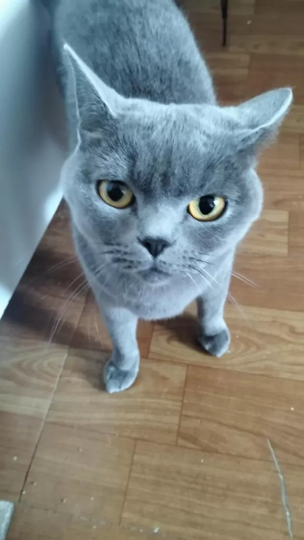 Safkan British Shorthair