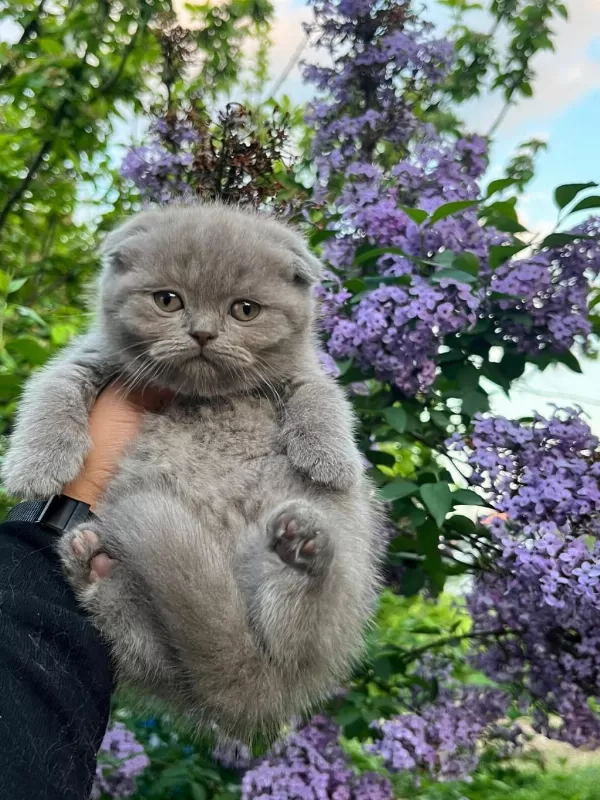 Scottish Fold Yavrularımız