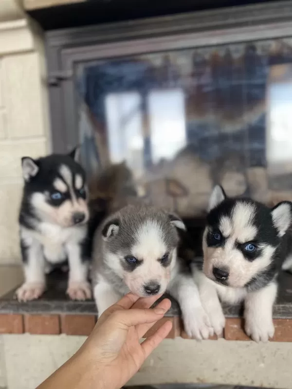 Husky Bebekler Dişi Ve Erkek