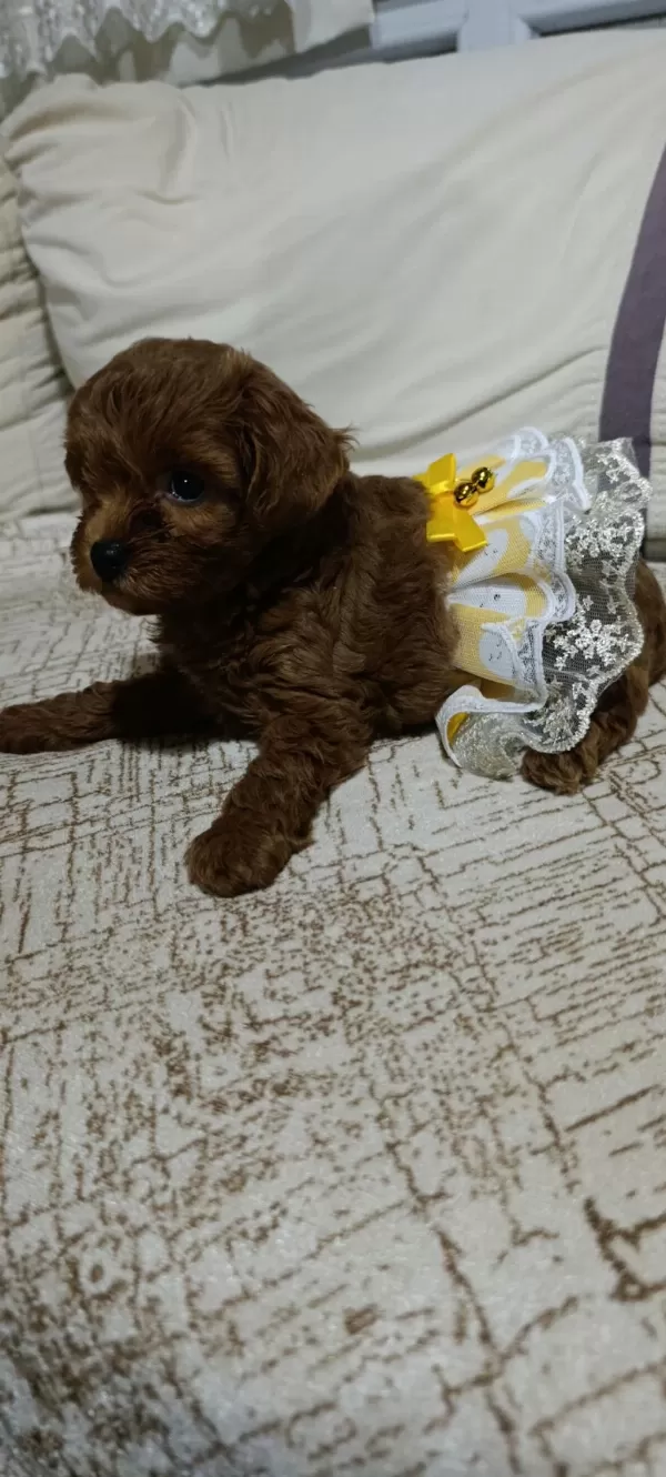 Ev Üretimi Kore Ve Kore Kan Toy Poodle Bebekler Çorlu