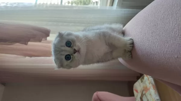 2 Aylık Scottish Fold Silver
