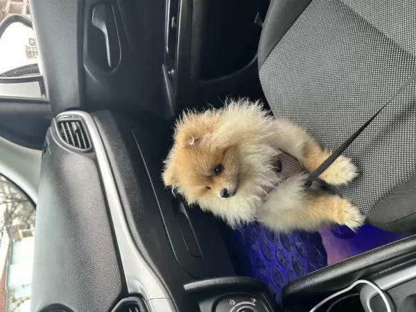 10 Aylık Dişi Pomeranian Herşeyi Tam