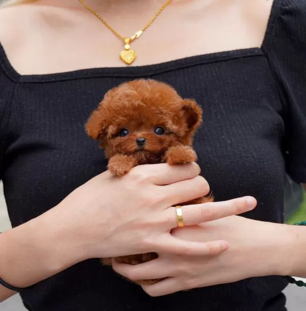 Orjinal Miss Turkey Güzeli Poodle Yavrumuz