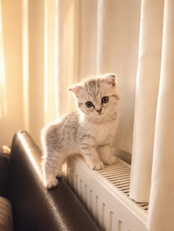3 Aylık Scottish Fold Dişi