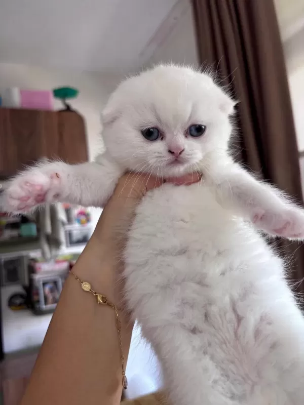 Top Kafa Safkan Scottish Fold