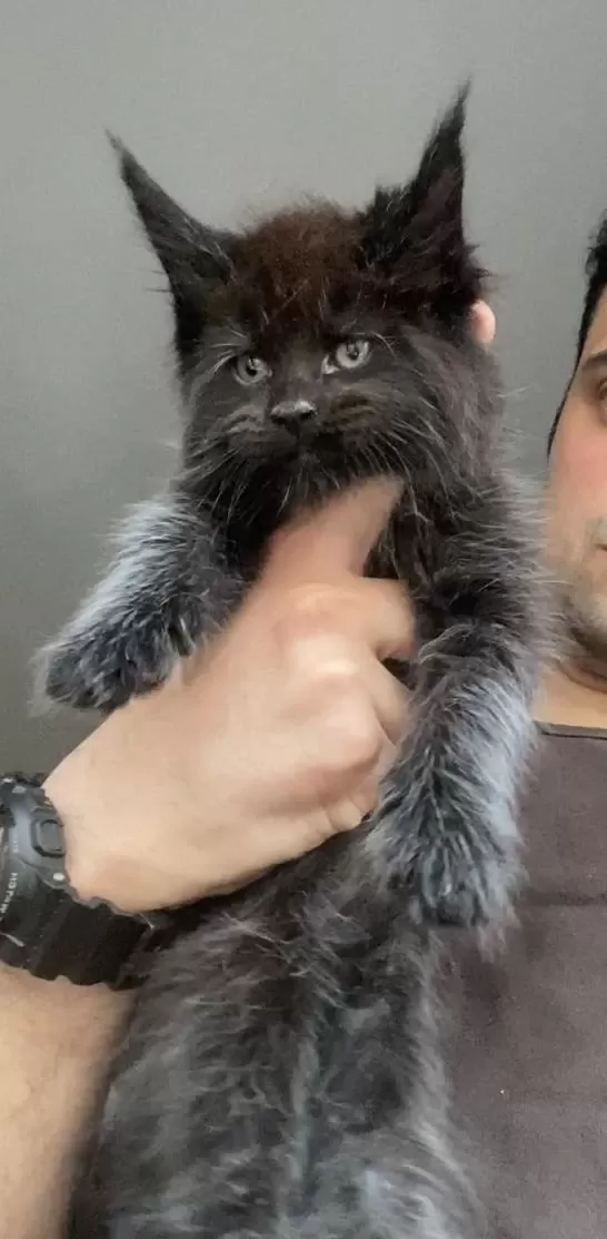 Xxxl Maine Coon Erkek Yavrular (yurt Dışı Şecereli Dereceli)